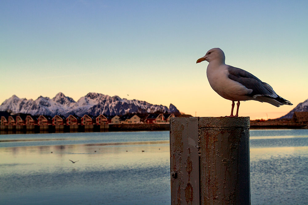 Rote Häuser Möwe Winter Dämmerung, Red Cabins, Seagull, Dawn Winter