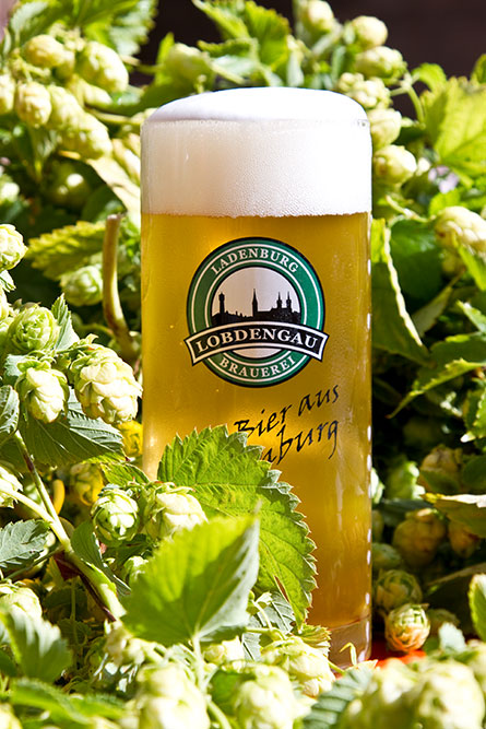 Lobdengau Brauerei Ladenburg Pils Hopfen,  Lobdengau brewery Ladenburg Pils hops,